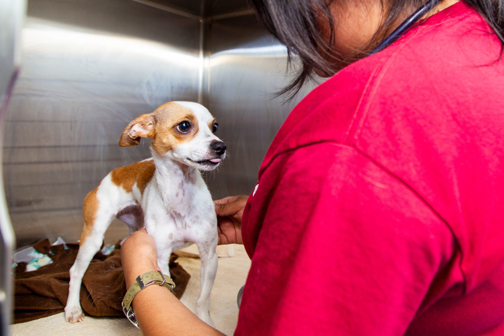 PACC adoptions